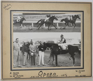 Item #253563 RACEHORSE “OPOZO”. ORIGINAL PHOTO
